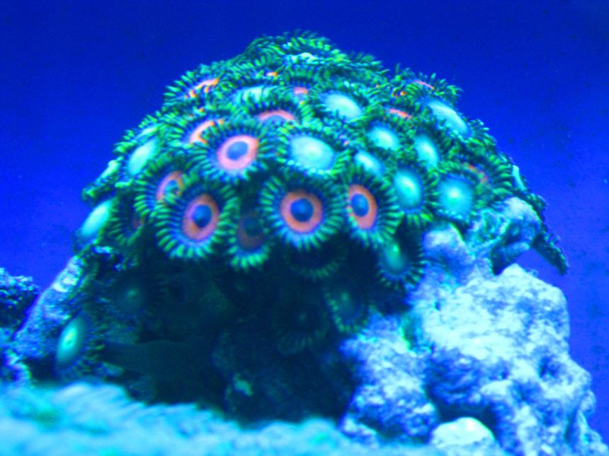 Rated #36: Corals Inverts - Zoanthus Sp. - Button Polyp, Pink Stocking In 33 Gallons Tank - Zooanthids