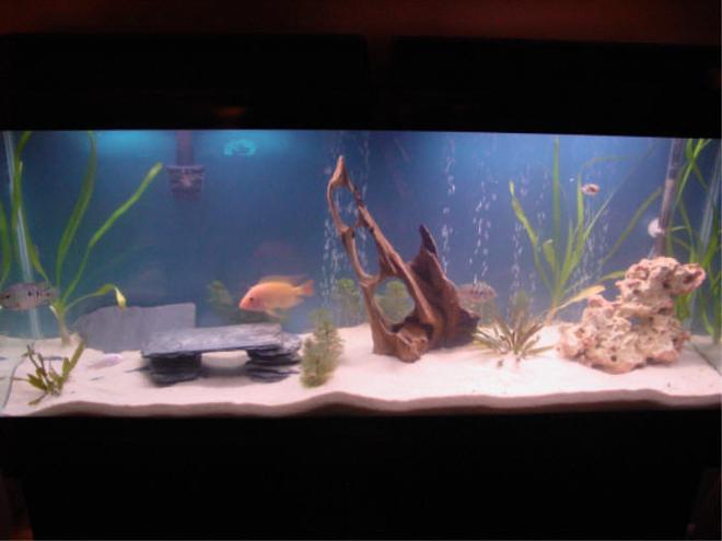 55 gallons planted tank (mostly live plants and fish) - My awesome 55 gal