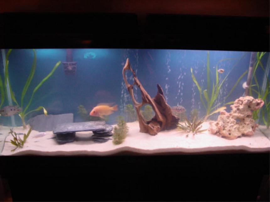 Rated #242: 55 Gallons Planted Tank - My awesome 55 gal