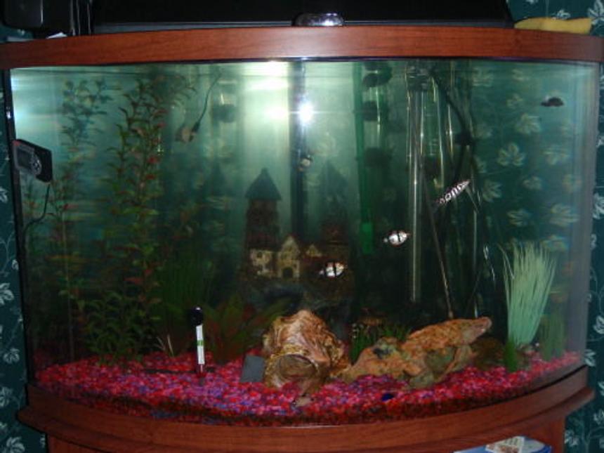 Rated #4004: 36 Gallons Freshwater Fish Tank - Fish aren't as blurry in this photo but tank looks darker.
