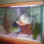 fish tank picture - Our 13" Pacu up right, and our Peacock Cichlid lower left.