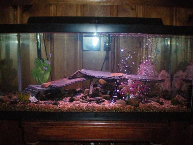 100 gallons freshwater fish tank (mostly fish and non-living decorations) - Our 40 Gallon breeder. This pic doesn't do it justice, it's really pretty.