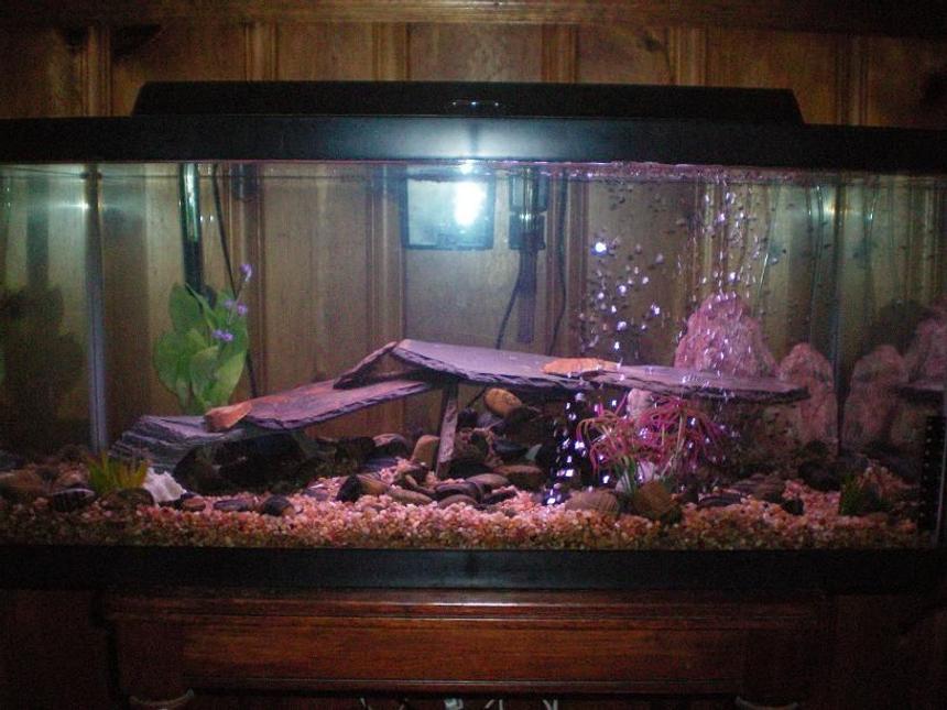Rated #2017: 100 Gallons Freshwater Fish Tank - Our 40 Gallon breeder. This pic doesn't do it justice, it's really pretty.