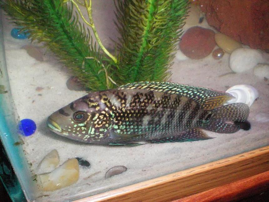 Rated #19: Freshwater Fish - Nandopsis Octofasciatum - Jack Dempsey Stocking In 100 Gallons Tank - Our beautiful Jack Dempsey. He is very photogenic!