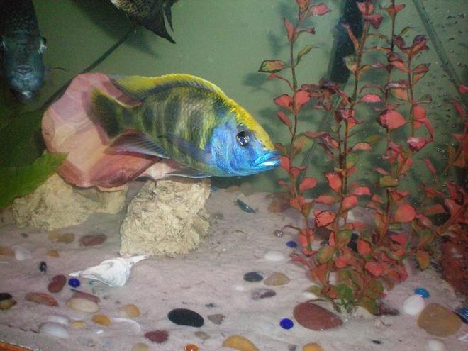 freshwater fish - nimbochromis venustus - venustus cichlid stocking in 100 gallons tank - Good pic of our large Peacock Cichlid