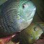 freshwater fish - heros serverus - green severum stocking in 100 gallons tank - Our pair of Green Severum Cichlids. I call em 'The Duo'!