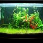 29 gallons planted tank (mostly live plants and fish) - FTS 7-29-09