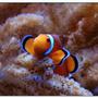 saltwater fish - amphiprion percula - true percula clownfish stocking in 125 gallons tank - Percula clown on Colt Coral