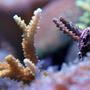 corals inverts - acropora sp. - bright color fiji acropora pack stocking in 125 gallons tank - Acropora frags