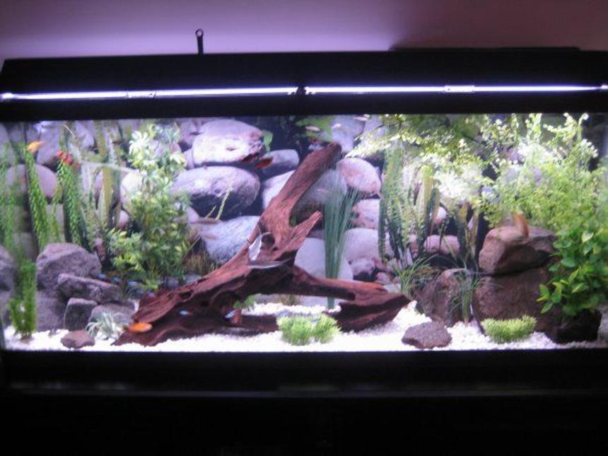 Rated #936: 55 Gallons Freshwater Fish Tank - my 55 gallon tank