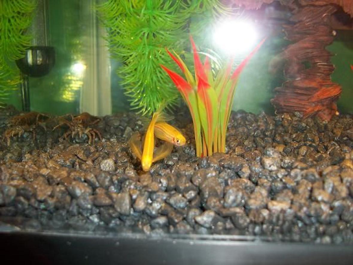 freshwater fish - danio rerio - gold longfin danio stocking in 10 gallons tank - My two yellow Long-Finned Danios and Oscar, my native freshwater crayfish