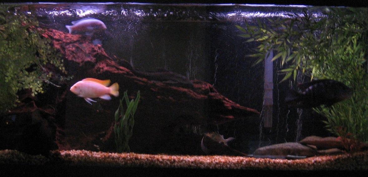 freshwater fish - aulonocara sp. - albino peacock cichlid - my 55 gallon with driftwood and fake plants