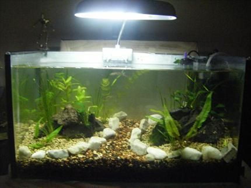 Rated #1975: 5 Gallons Planted Tank - low tech nano planted guppy tank