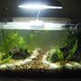 5 gallons planted tank (mostly live plants and fish) - low tech nano planted guppy tank