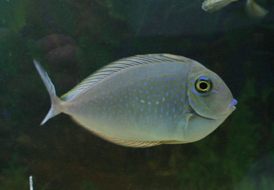 saltwater fish - naso brevirostris - blue unicorn tang stocking in 220 gallons tank - Lopez Tang / Blue spot tang / unicorn tang....so many names. I suspect she is not a unicorn tang, but I have had mixed suggestions