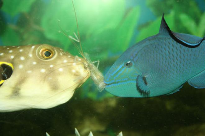 saltwater fish - odonus niger - niger triggerfish stocking in 220 gallons tank - Sharing a meal of live shrimp