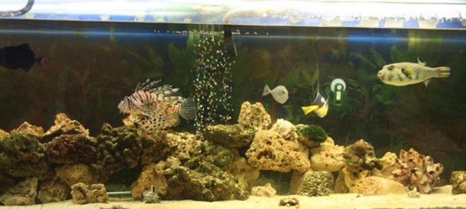 saltwater fish - arothron nigropunctatus - arothron dog face puffer stocking in 220 gallons tank - a busy tank