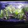 fish tank picture - Tank1