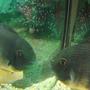 freshwater fish - heros serverus - green severum stocking in 200 gallons tank - Trying to control the youngsters