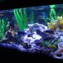fish tank picture - Additional View...