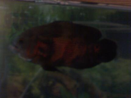 freshwater fish - astronotus ocellatus - tiger oscar stocking in 55 gallons tank - leonidas my 9 in. oscar.. a lil blury he wont stay still 4 the camara..lol