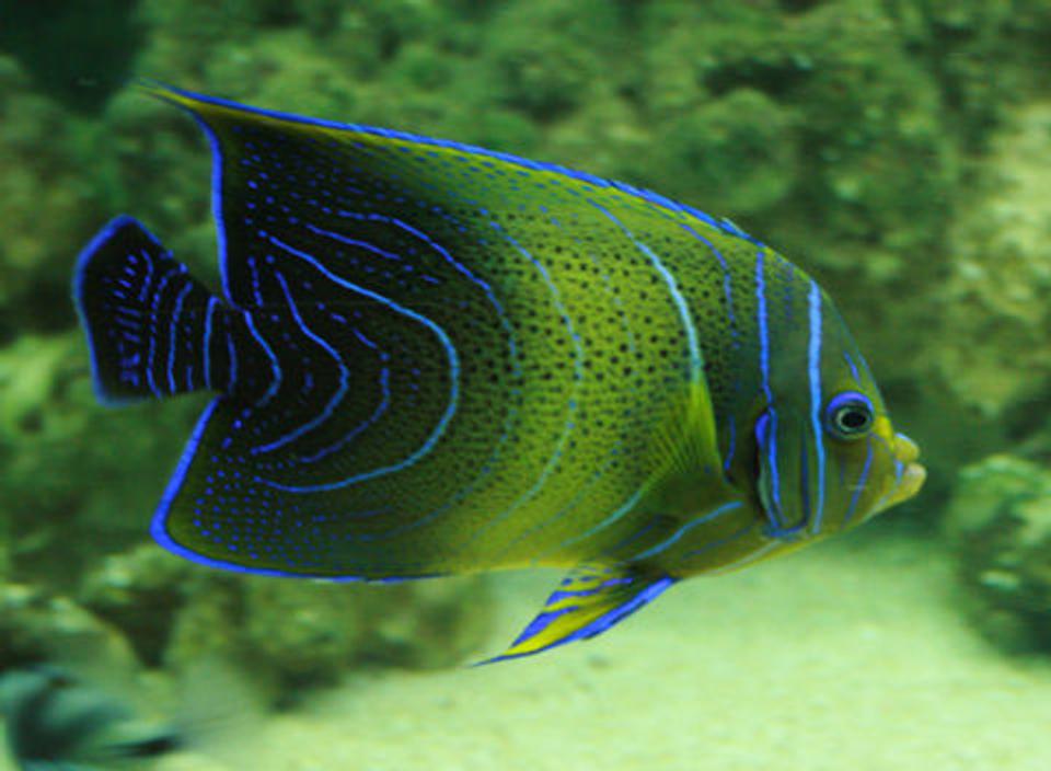 saltwater fish - pomacanthus semicirculatus - koran angelfish stocking in 220 gallons tank - Koran Angel