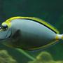 saltwater fish - naso lituratus - naso tang stocking in 220 gallons tank - Lipstick Tang