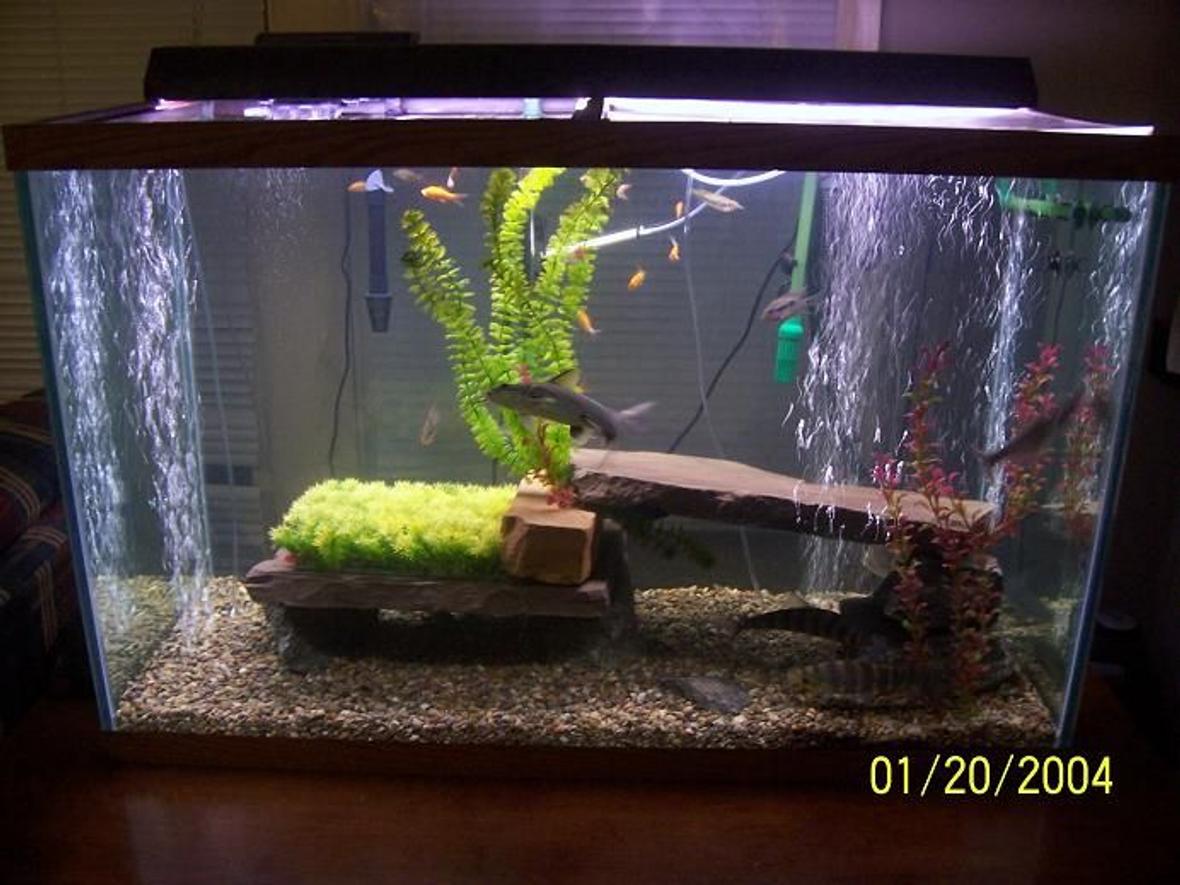 150 gallons freshwater fish tank (mostly fish and non-living decorations) - 150 gallon brackish fish tank pea gravel base large river rock and slate pieces.