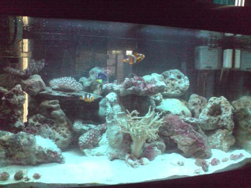 Rated #22: 30 Gallons Saltwater Fish Tank - after 3months