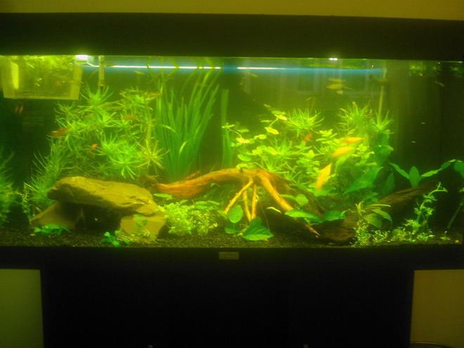 40 gallons planted tank (mostly live plants and fish) - My Juwel Rio 180 planted tank.