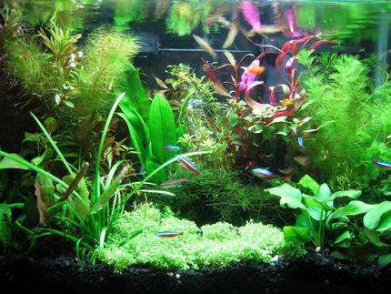 10 gallons planted tank (mostly live plants and fish) - My tank