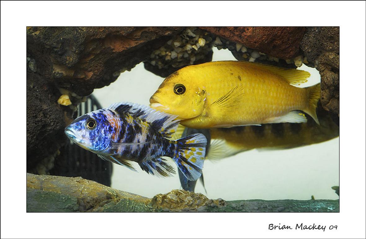 freshwater fish - aulonocara nyassae var. - peacock cichlid, orange blossom stocking in 72 gallons tank - Cichlids