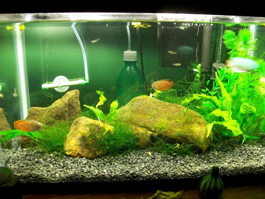Rated #220: 10 Gallons Planted Tank - This is my 10 gal freshwater tank. Three dwarf gouramis and four feeder guppies. Java moss and java ferns with other aquatic plants.