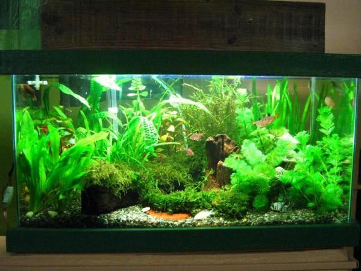 15 gallons planted tank (mostly live plants and fish) - 3 month old 15g low tech tank ,even the substrate is just plain gravel