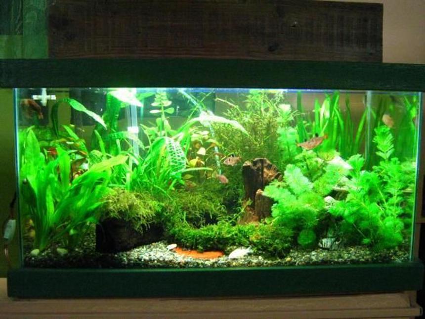 Rated #60: 15 Gallons Planted Tank - 3 month old 15g low tech tank ,even the substrate is just plain gravel