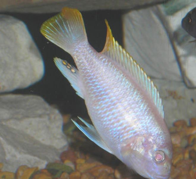 freshwater fish - pseudotropheus socolofi (albino) - albino socolofi stocking in 55 gallons tank - Albino Red Zebra.