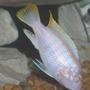 freshwater fish - pseudotropheus socolofi (albino) - albino socolofi stocking in 55 gallons tank - Albino Red Zebra.