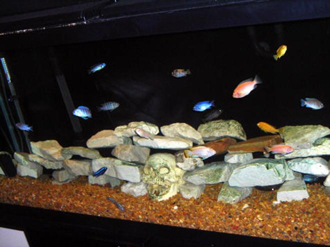 55 gallons freshwater fish tank (mostly fish and non-living decorations) - This is my 55g African Mbuna tank.
