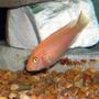 freshwater fish - pseudotropheus estherae - red zebra cichlid stocking in 55 gallons tank - African Mbuna Cichlid.