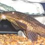 freshwater fish - glyptoperichthys gibbiceps - sailfin pleco (l-83) stocking in 55 gallons tank - Pelco standing up while he eats! LOL
