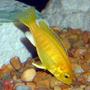 freshwater fish - labidochromis caeruleus - electric yellow cichlid stocking in 55 gallons tank - Yellow Lab mbuna Cichlid.