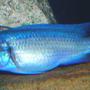 freshwater fish - maylandia callainos - blue cobalt cichlid stocking in 55 gallons tank - Colbalt Blue Mbuna Cichlid.
