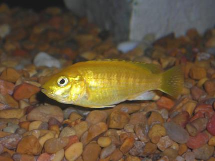 freshwater fish - labidochromis caeruleus - electric yellow cichlid stocking in 55 gallons tank - Yellow Lab Mbuna Cichlid.
