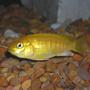 freshwater fish - labidochromis caeruleus - electric yellow cichlid stocking in 55 gallons tank - Yellow Lab Mbuna Cichlid.