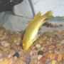 freshwater fish - labidochromis caeruleus - electric yellow cichlid stocking in 55 gallons tank - Yellow Lab Mbuna Cichlid.