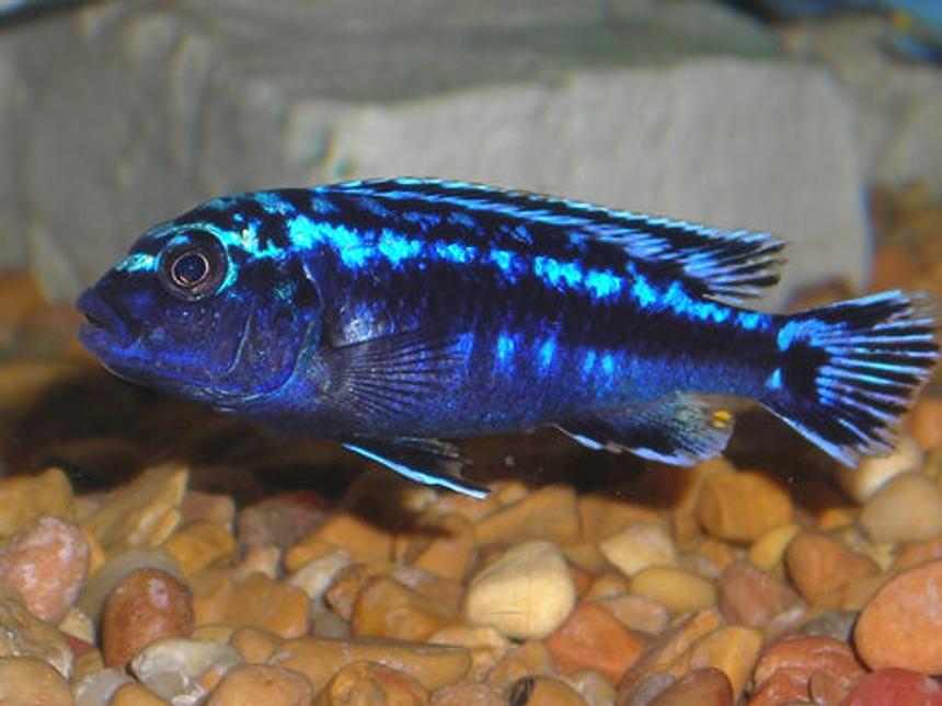 Rated #130: Freshwater Fish - Melanochromis Johannii - Johanni Cichlid Stocking In 55 Gallons Tank - African Mbuna Cichlid.