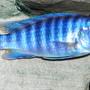 freshwater fish - metriaclima estherae - blue zebra stocking in 55 gallons tank - Blue Zebra Mbuna Cichlid.