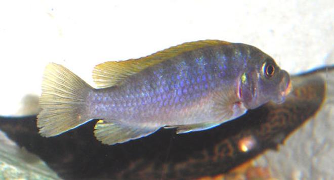 freshwater fish - metriaclima lombardoi - kenyi cichlid stocking in 55 gallons tank - African Mbuna Cichlid.