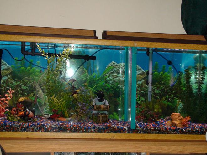 55 gallons freshwater fish tank (mostly fish and non-living decorations) - Old 55 gal community tank -redone as planted