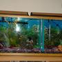 55 gallons freshwater fish tank (mostly fish and non-living decorations) - Old 55 gal community tank -redone as planted
